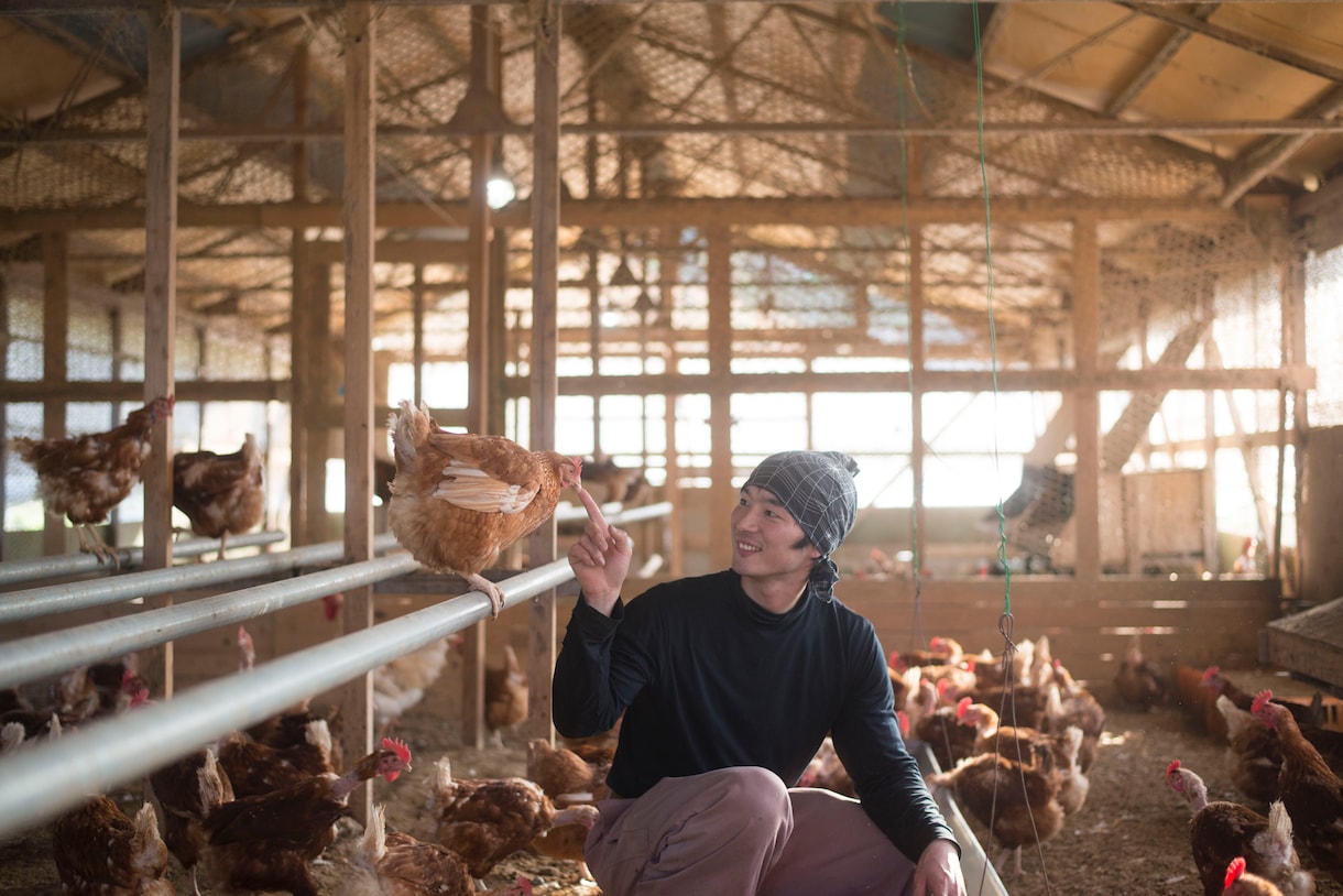 平飼い養鶏のご相談にのります プロの養鶏家がお答えます！飼い方、産卵箱、平飼い養鶏開業 イメージ2