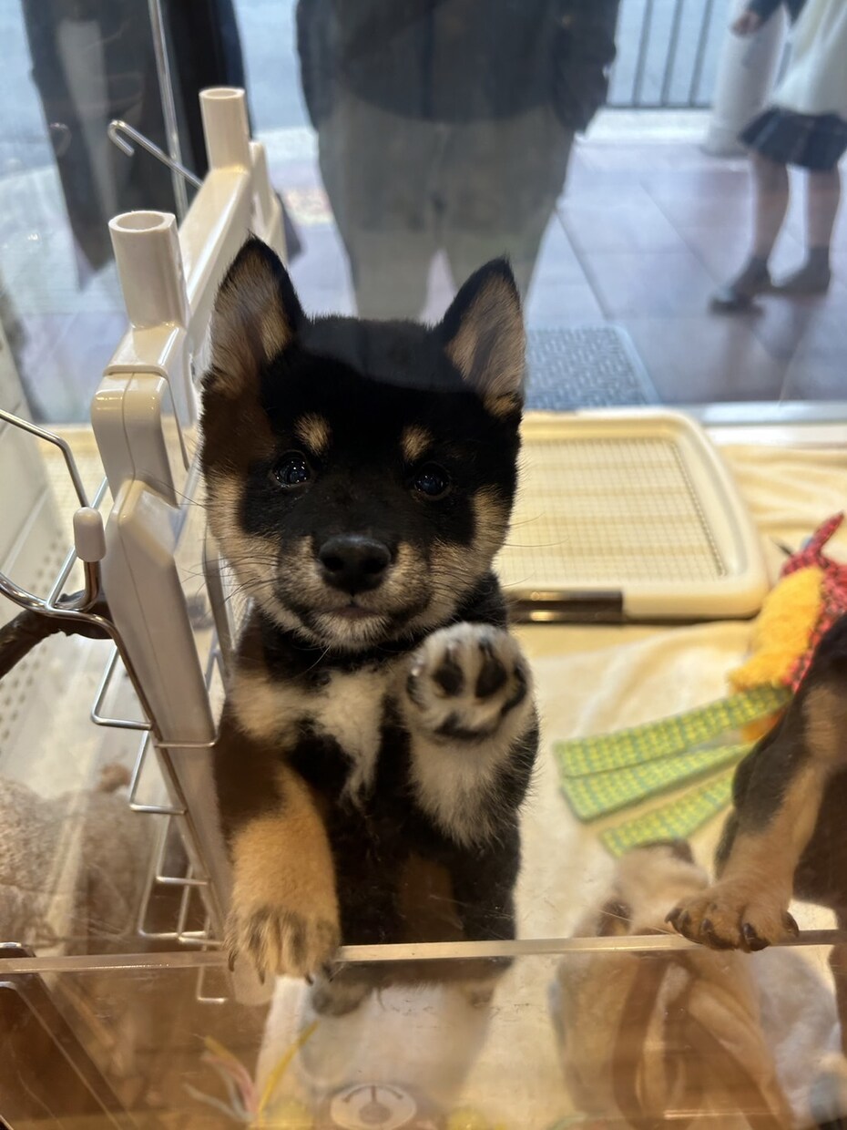 ペットのわんちゃんと仲良くなるためのしつけ教えます 一緒に解決して今よりもっとわんちゃんと仲良くなりましょう！ イメージ1