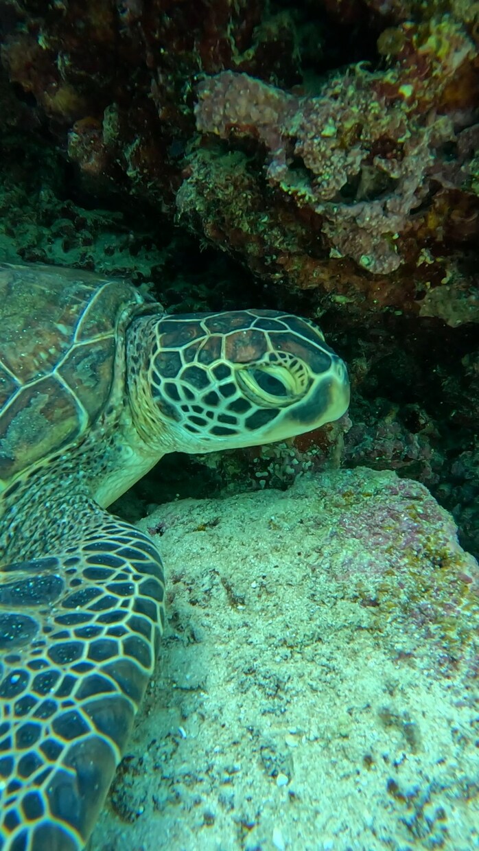 石垣島旅行を一緒に考えます 「石垣島旅行、現地マリンスタッフ目線でプランを一緒に考えます イメージ5