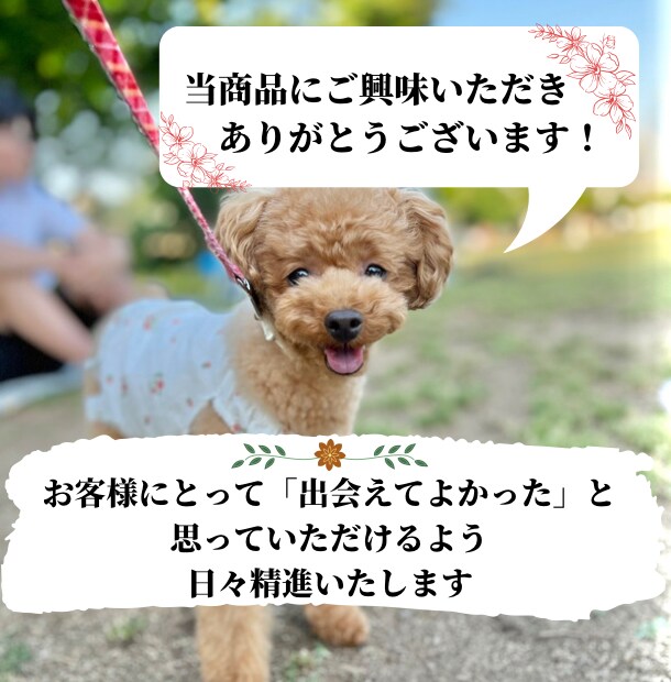 限定価格★技術だけはダメ。犬のお手入れ方法教えます ブラッシングや歯磨きなど…行動心理から＋技術面まで学べます イメージ10