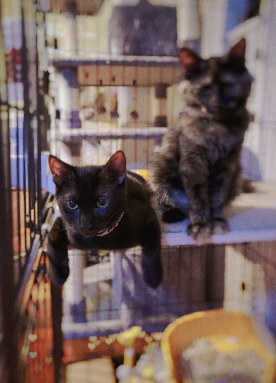 ねこがあなたの悩みを聞きます 猫生が波乱万丈な元野良猫の月見さんがお話聞きます イメージ9