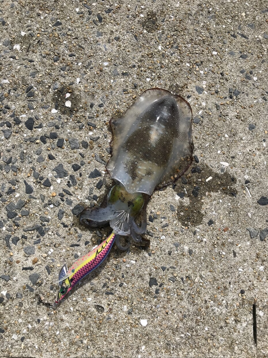 田舎、離島、海外移住、ご相談にのります 田舎、離島暮らし、海外への移住を、アドバイス致します！ イメージ8