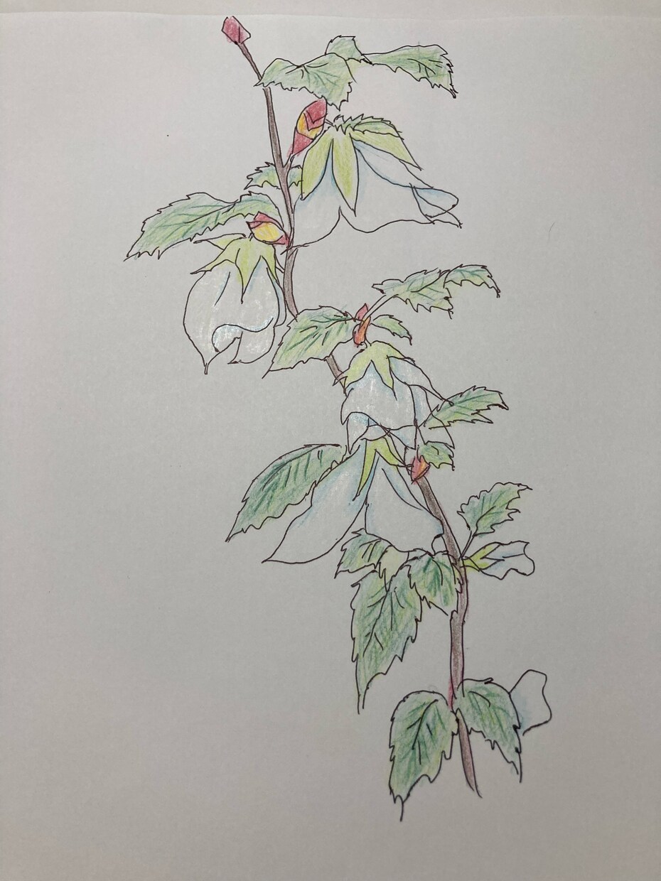 植物や人物のイラストを描きます 元漫画家の卵ですイラスト全般、文章も書けます イメージ1