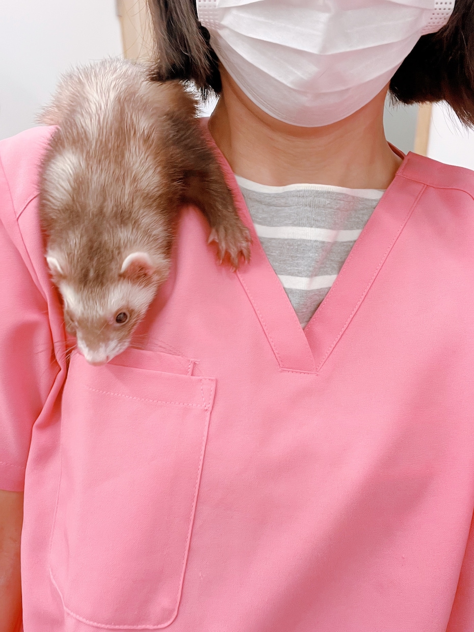 現役獣医師が本音で獣医学部のリアルをお話しします 臨床15年以上＋ペット保険・医療広告会社も経験した女性獣医師 イメージ4