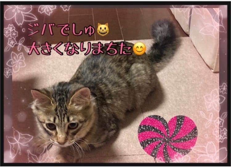 ペット占い♡ご家族のペット犬・猫ちゃん占います ！大切なワンちゃん・ニャンちゃんのお話しを存分にしましょう！ イメージ5