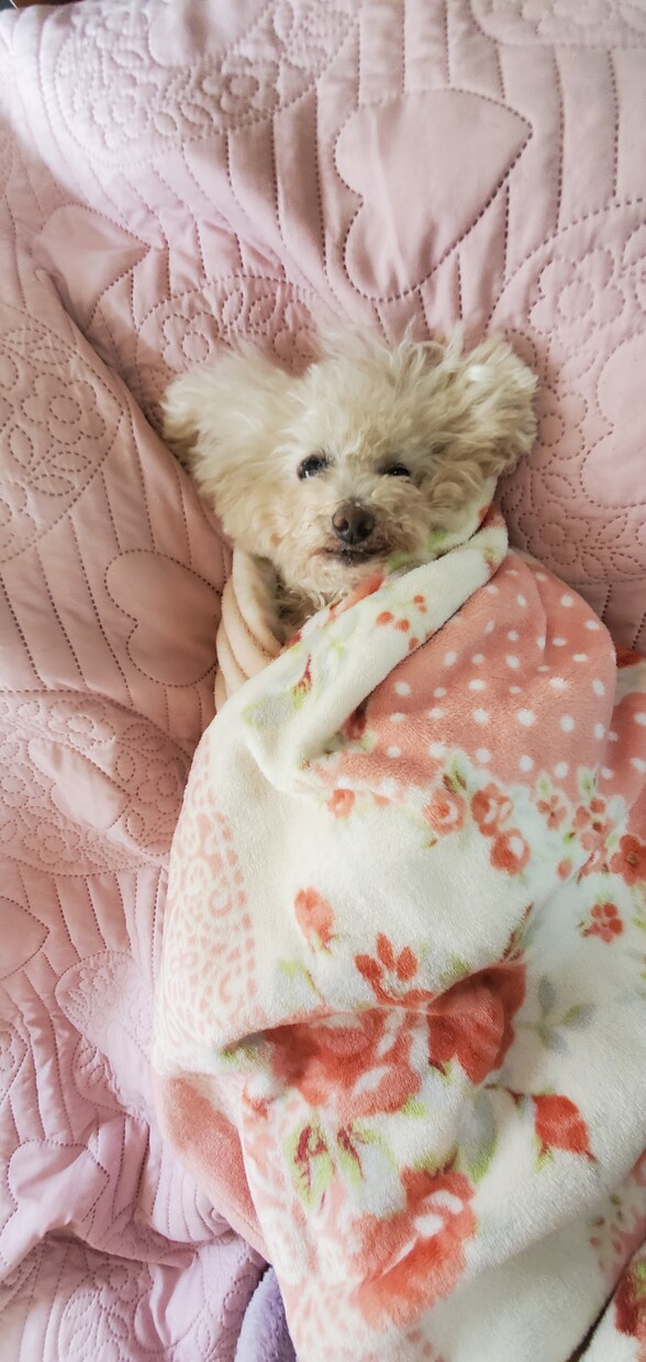 動物たちの言葉を通訳いたします 本当の気持ちをやさしく通訳します イメージ3