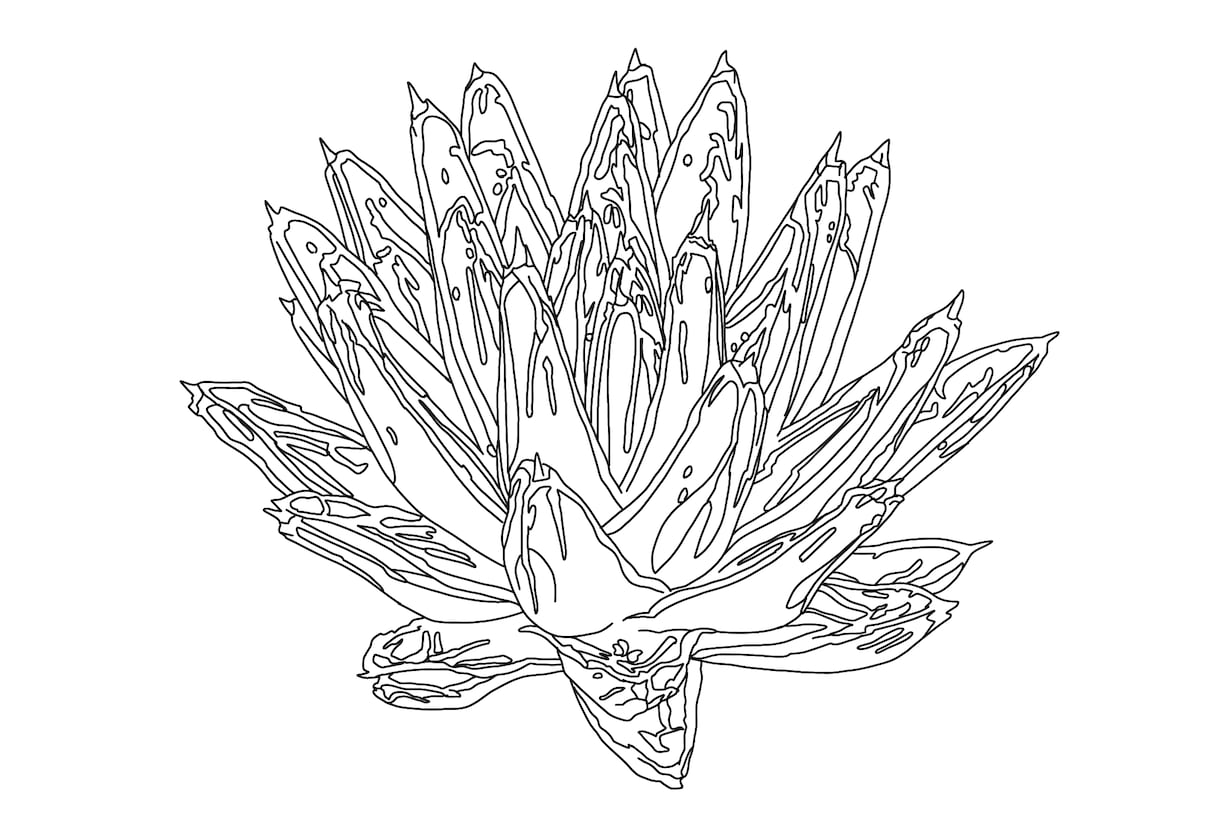 ビザールプランツ、多肉植物の線画イラスト描きます 植物のお写真から線画のイラストを描きます イメージ2