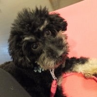 愛犬や愛猫の気持ちをカードで読みます 愛犬や愛猫は家族！ペットの気持ちが気になる方にオススメ！ イメージ1