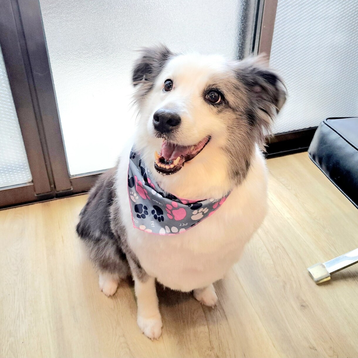 ワンちゃんを迎える準備、心構えをお話します （スタートから悩まない、ワンちゃんの飼育環境整備） イメージ3