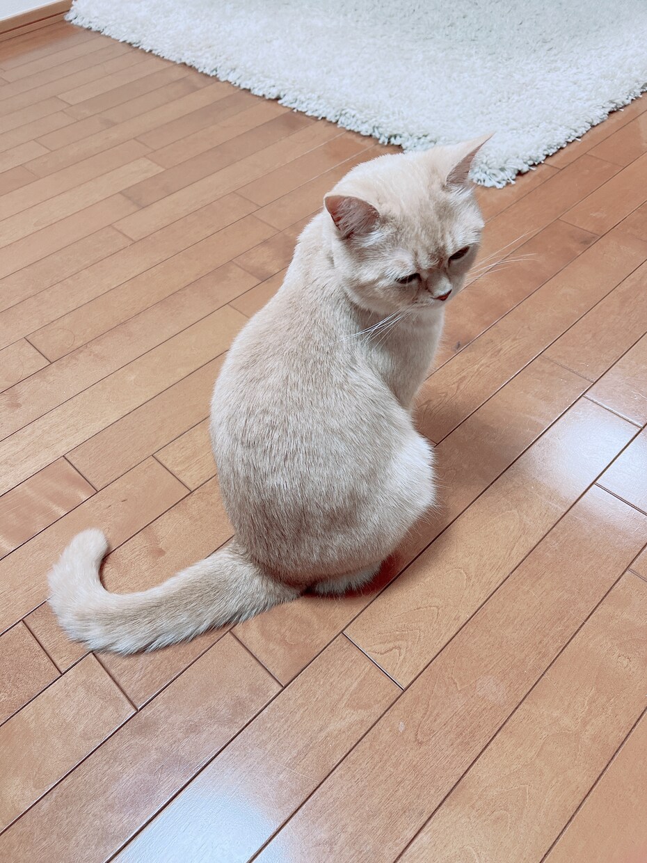 小さなお悩みから大きなお悩みまで聞きます 貴方らしさを取り戻すために、遠慮なくご連絡ください！ イメージ1