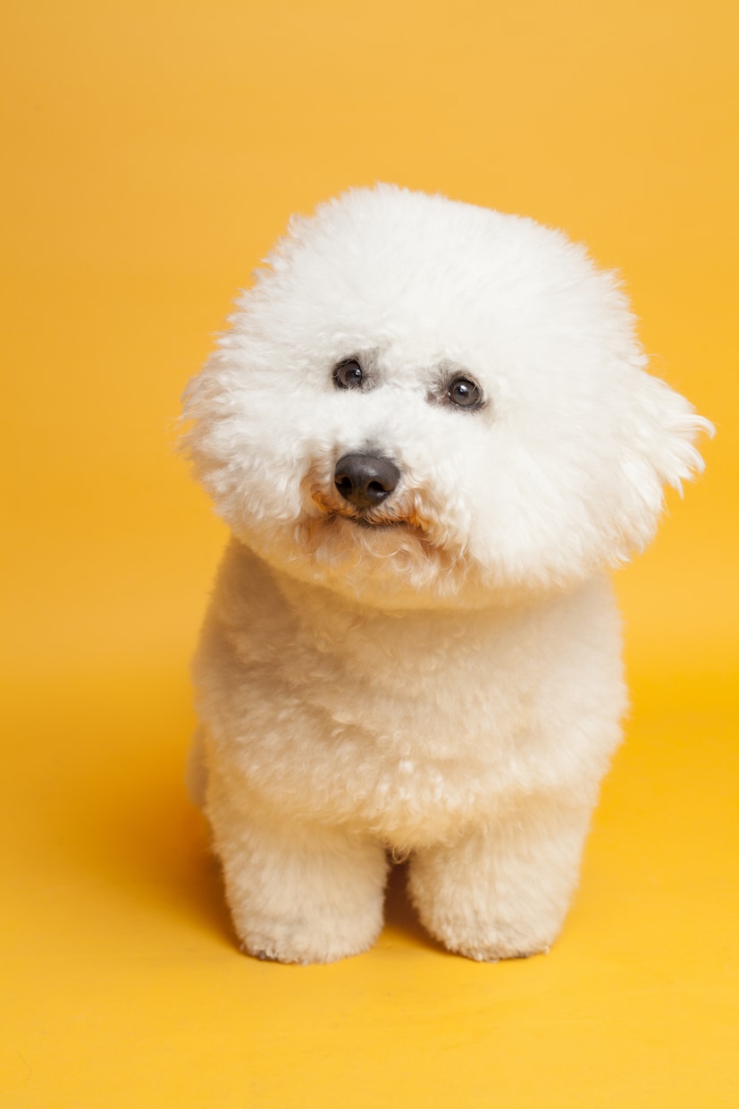 愛犬との家族写真ご自宅でもできます ご自宅でスタジオクオリティの家族写真を。 イメージ6
