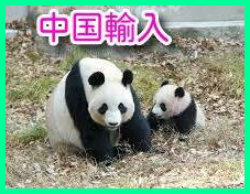 メルカリ・ヤフオクの仕入★中国輸入のやり方教えます 転売で中国輸入の経験の無い方、中国仕入に興味のある方必見！ イメージ1