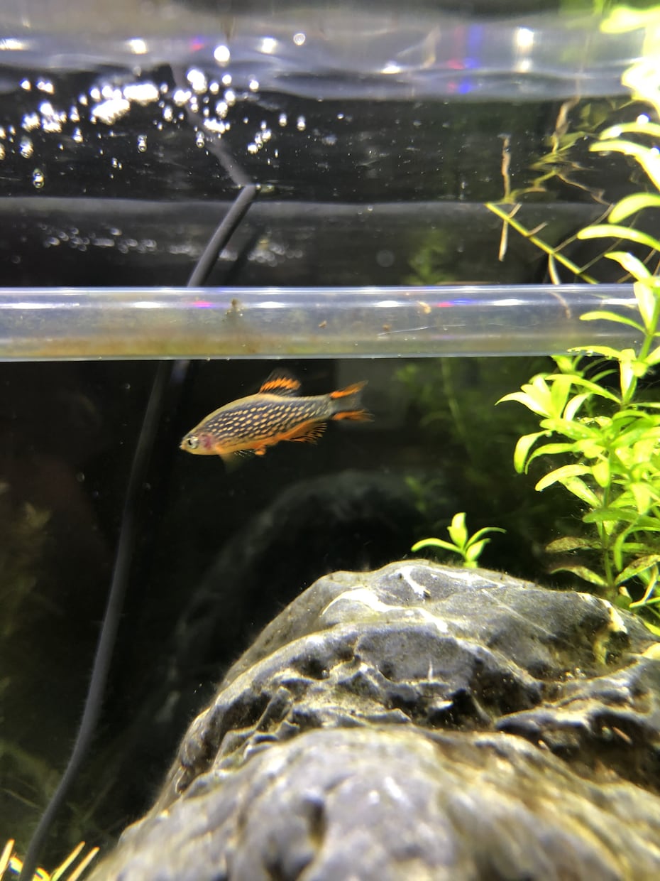 水槽のある暮らし応援します ベタ、シュリンプ、熱帯魚、水草など初心者向け専門です イメージ3
