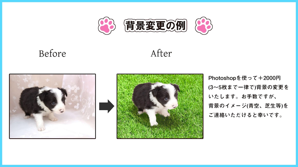 ブリーダーさん自慢の子の写真を修正いたします 3枚から承ります。その子の魅力を最大限活かします！ イメージ2
