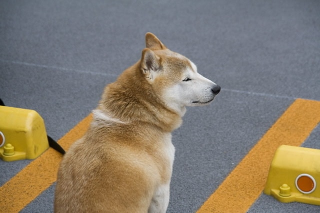 ペットを飼いたい方のご相談に乗ります ペットを飼いたいけど、どんな種類が合ってる？と迷う方に！ イメージ1