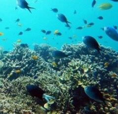 オーストラリア・パラオの旅行をプランニングします ご希望に応じて、 航空券・ホテルの予約、旅行手配もできます。 イメージ1
