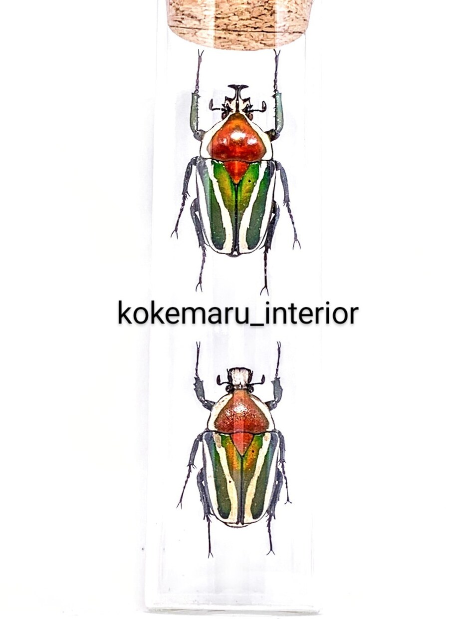 昆虫標本製作（インテリア標本）を承ります 希少なサービス。昆虫を