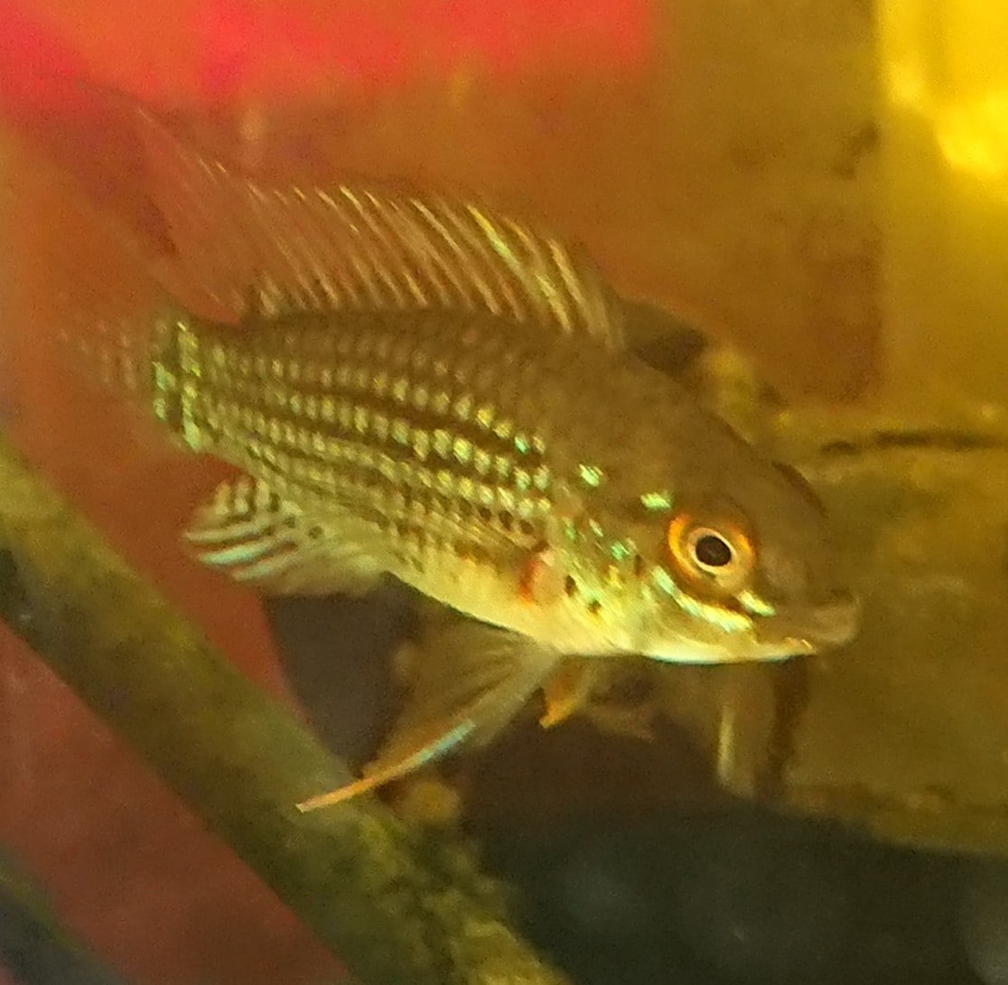 魚の飼育相談のります 日本産淡水魚から熱帯魚まであらゆる魚の飼育相談のります。 イメージ1