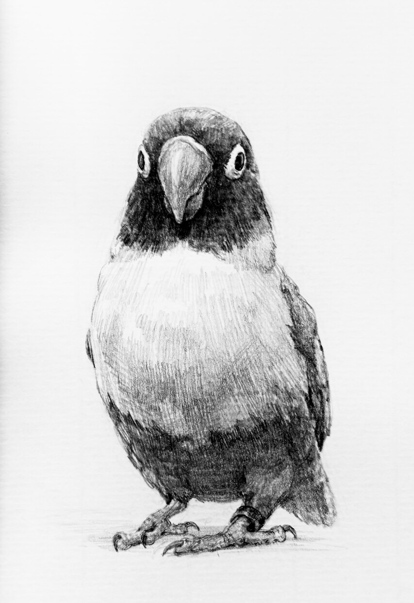 ペットの似顔絵を手描き原画で制作します お写真をもとに、ハガキサイズのペット肖像画を制作いたします。 イメージ9