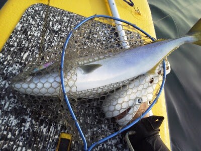 SUPフィッシングをはじめたい方へアドバイスします ルールやマナーから、海の知識、道具選び、釣り方、ポイントなど イメージ3