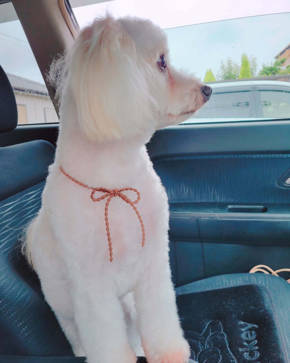 ペットロスやペットのお話し聞きます ペットは大事な家族ですからね♡ イメージ4