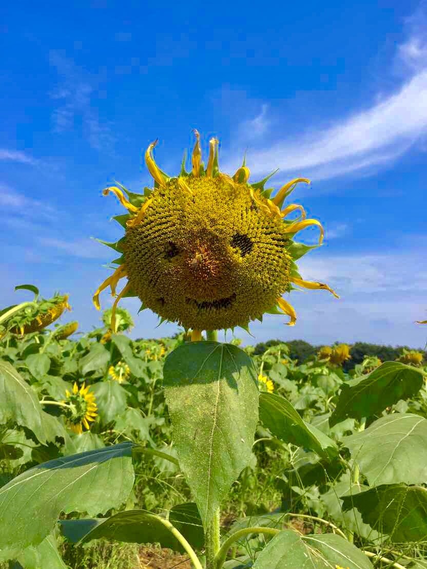 何かにつかっていただけそうな写真を提供します 要望にそった気に入ってくれる写真を撮ります イメージ1