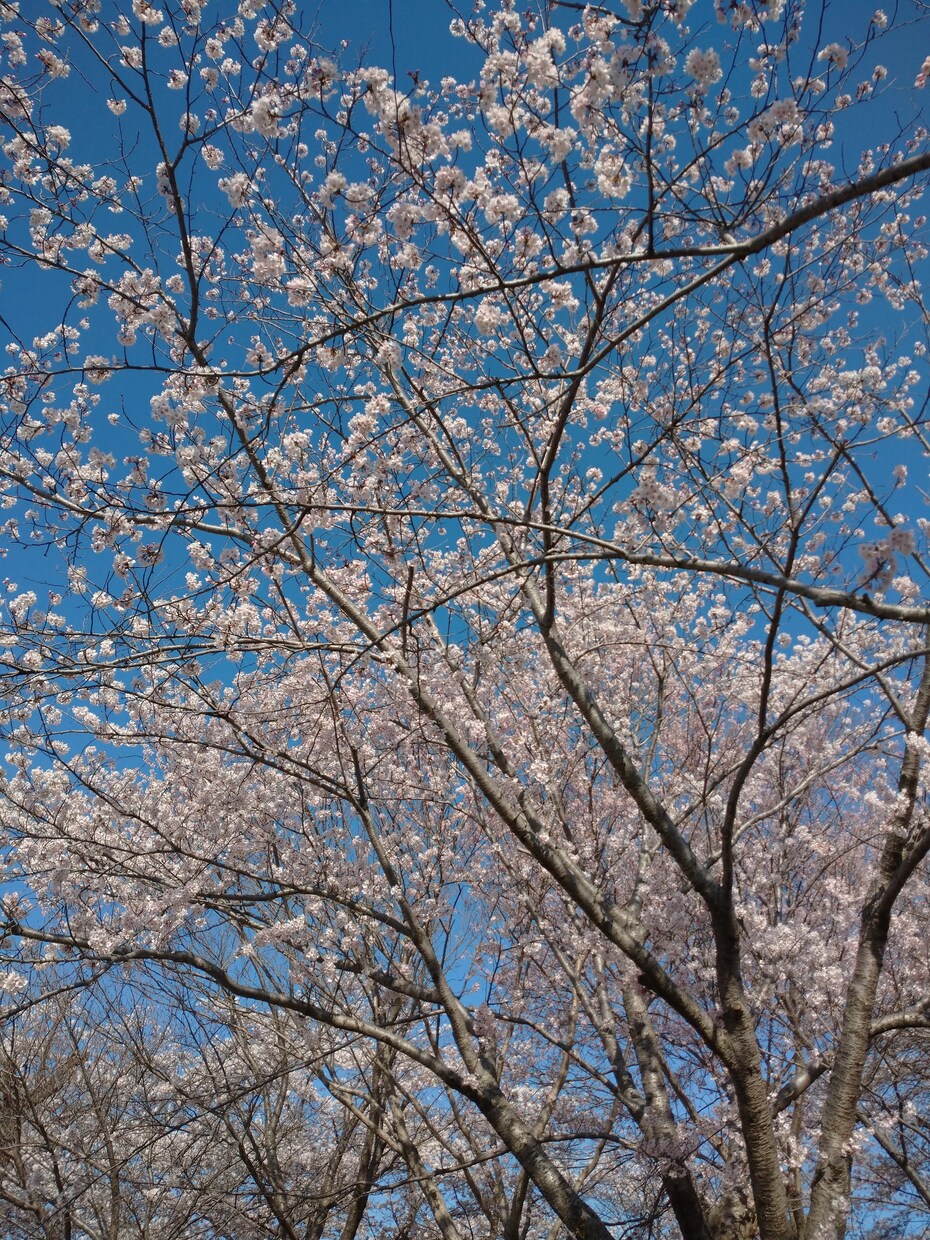心のプロがあなたの恋愛相談にのります メンタルヘルスのプロ（看護師/公認心理師）による恋愛相談 イメージ1