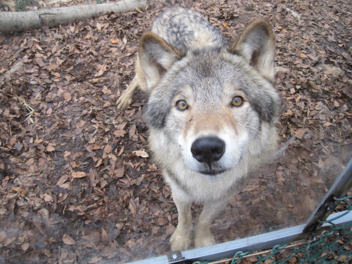 動物園の獣医師が動物に関する疑問質問にお答えします ネズミからゾウまで動物の飼い方・生態・病気の相談などなど イメージ4