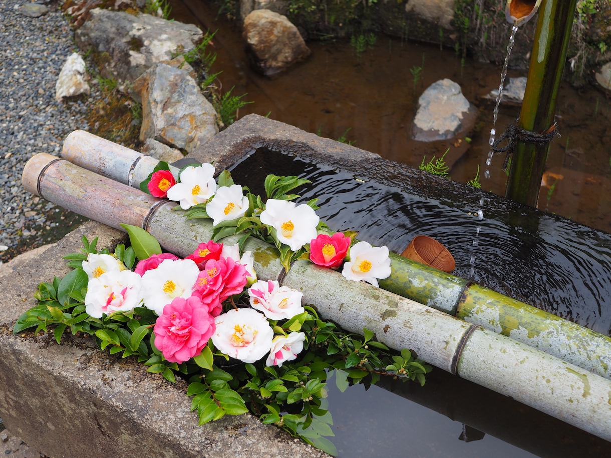 桜、紅葉など京都の動画、写真、レポート代行します 京都の気になるお店、場所確認代行　まずはなんでもご相談 イメージ3