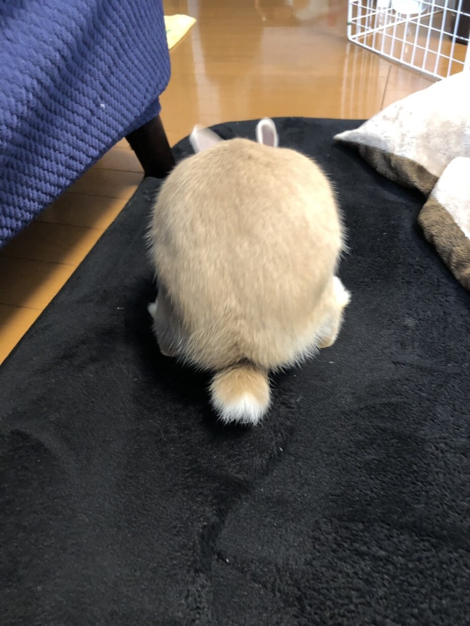 飼いたい人必見！うさぎさんとの生活をお伝えします 近年注目のペットであるうさぎさん。うさ飼いさんの暮らしとは？ イメージ10