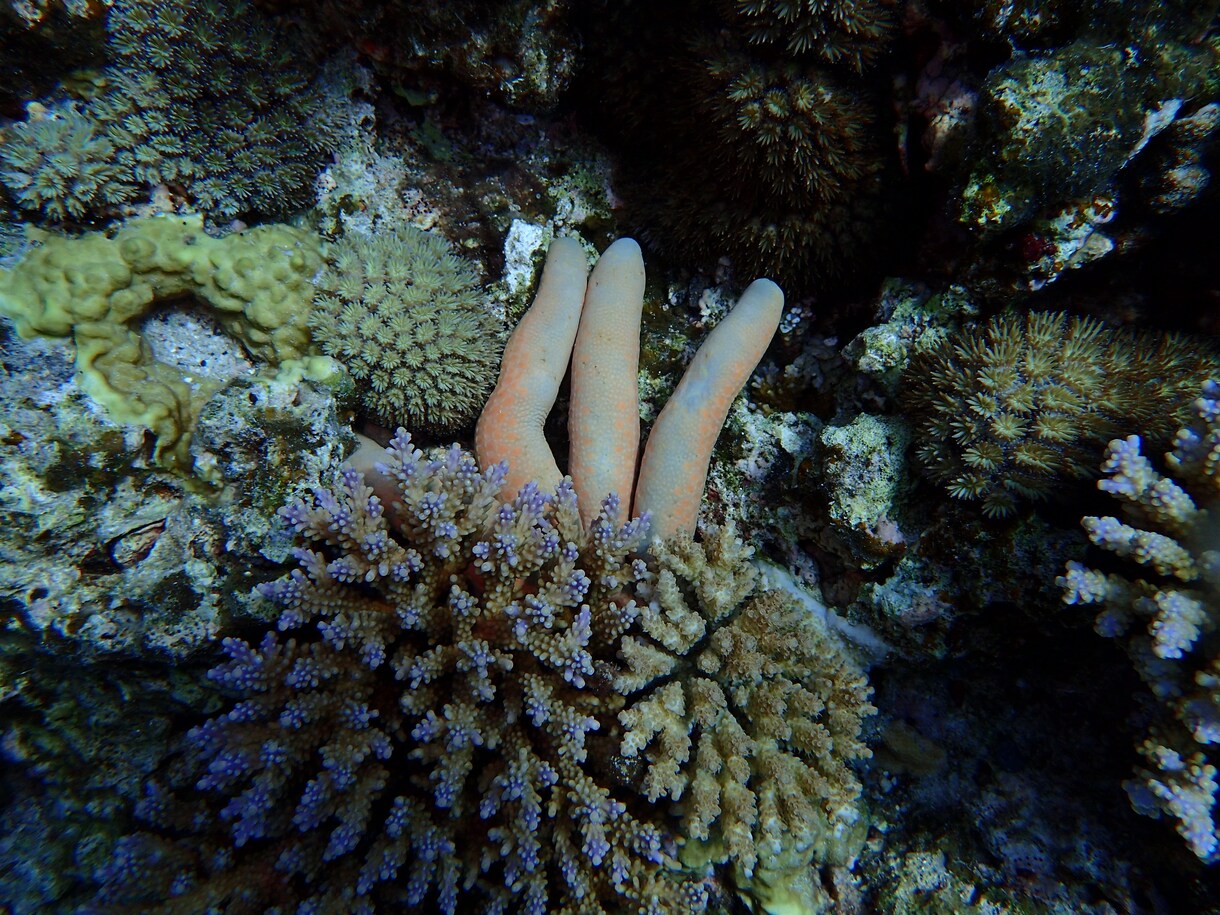 ダイビングで撮った水中写真を提供します 完全オリジナル！魚や珊瑚の水中写真を１枚１００円で！Ｂセット イメージ8