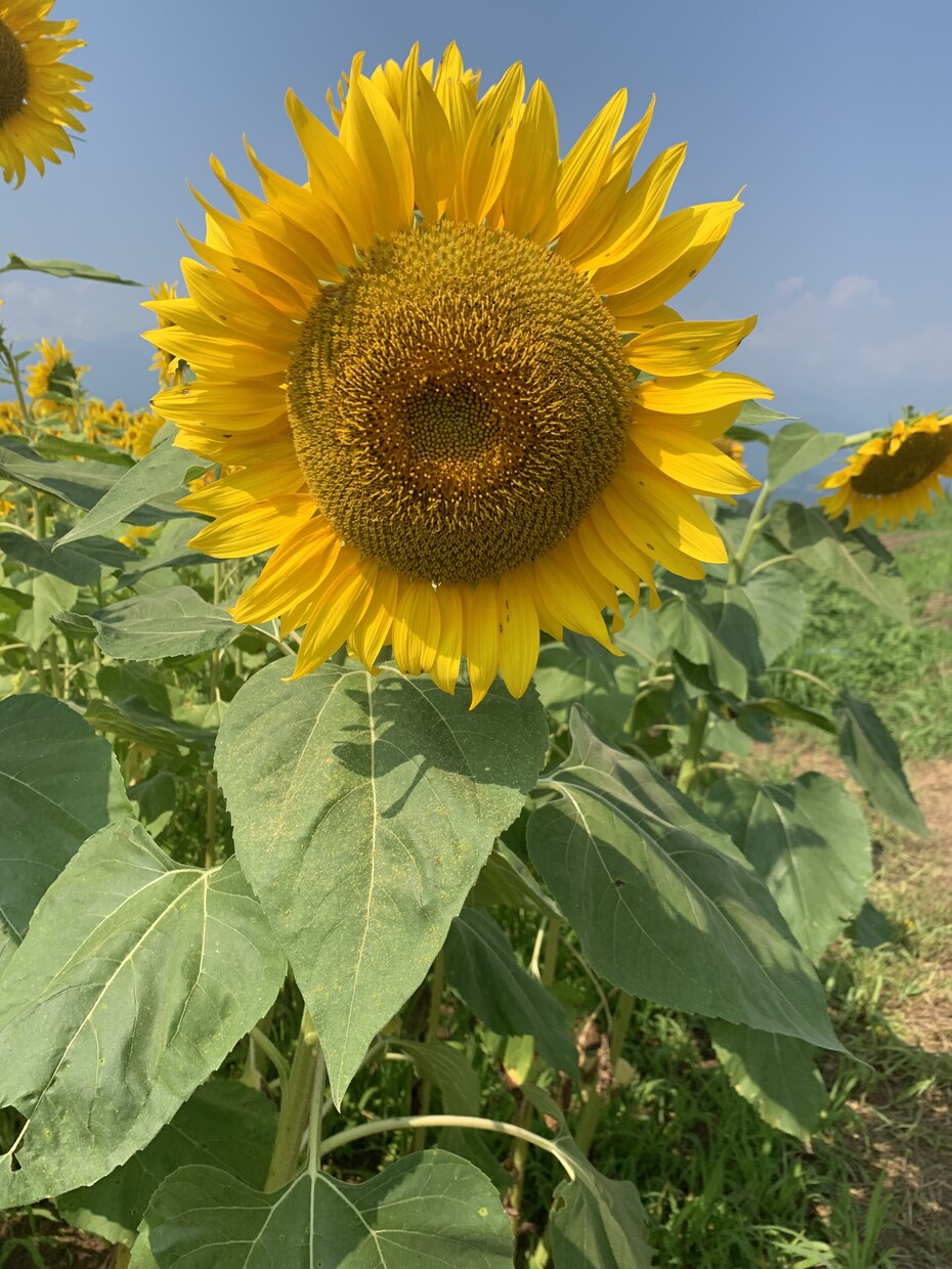 愚痴や悩みなんでも聞きますます なんとなく人と話したい、そんな時はありませんか？ イメージ1
