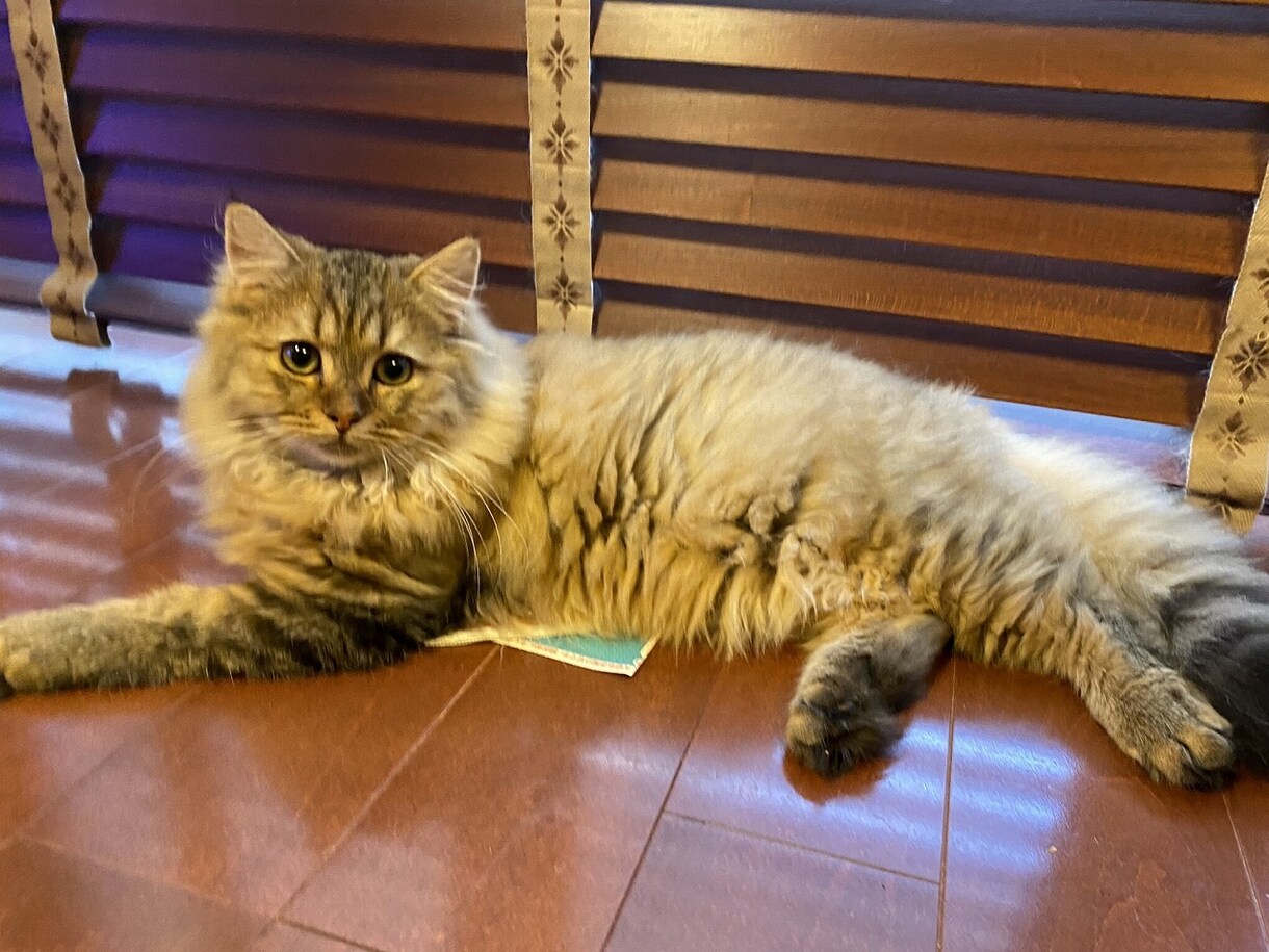 ネコのお話ししませんか？猫トークで盛り上げます 愛ネコYouTuber！猫たちの成長記録や難病克服日記配信 イメージ3
