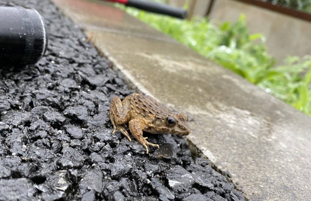 魚、昆虫、爬虫類など生き物の飼育方法をお教えします 動物専門学生が解説！？様々な生き物の飼育方法！ イメージ1