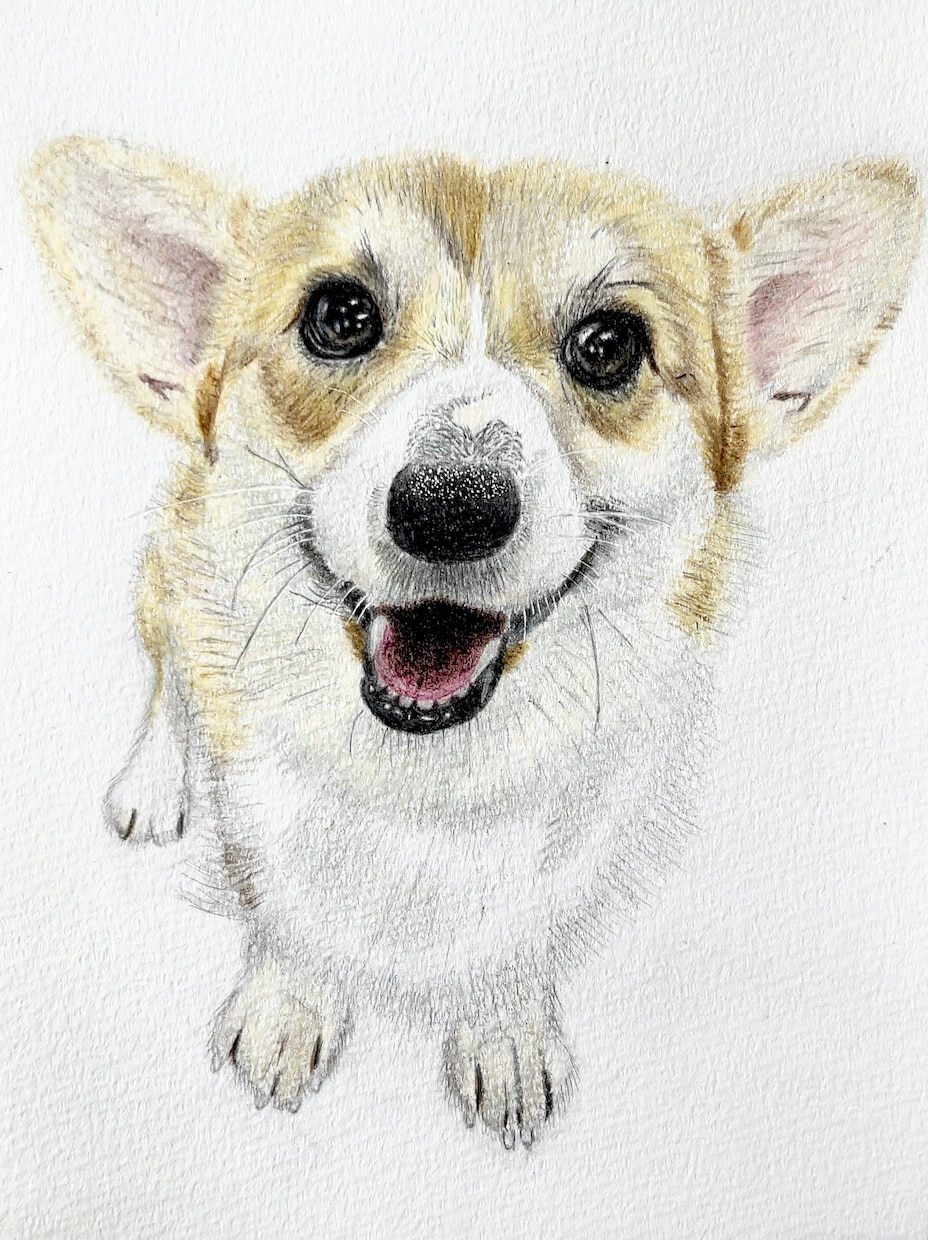 ペットの似顔絵を描きます 色鉛筆のアナログイラストで心温まる一枚をお届けします！！ イメージ2