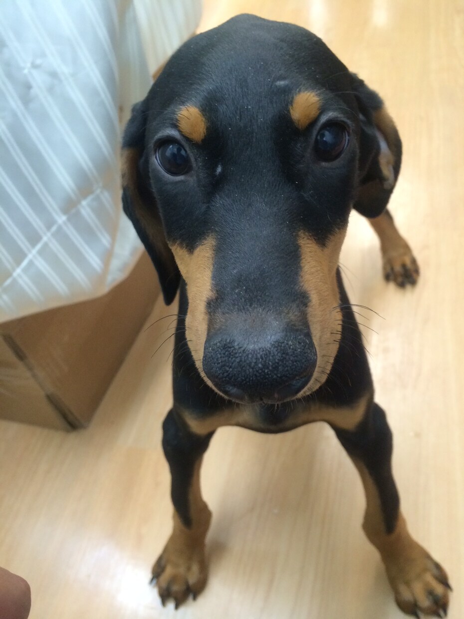 現役ショップ店員がペットに関するご相談承ります 犬猫はもちろん両生爬虫類、淡海水魚類、鳥、昆虫大丈夫です！ イメージ3
