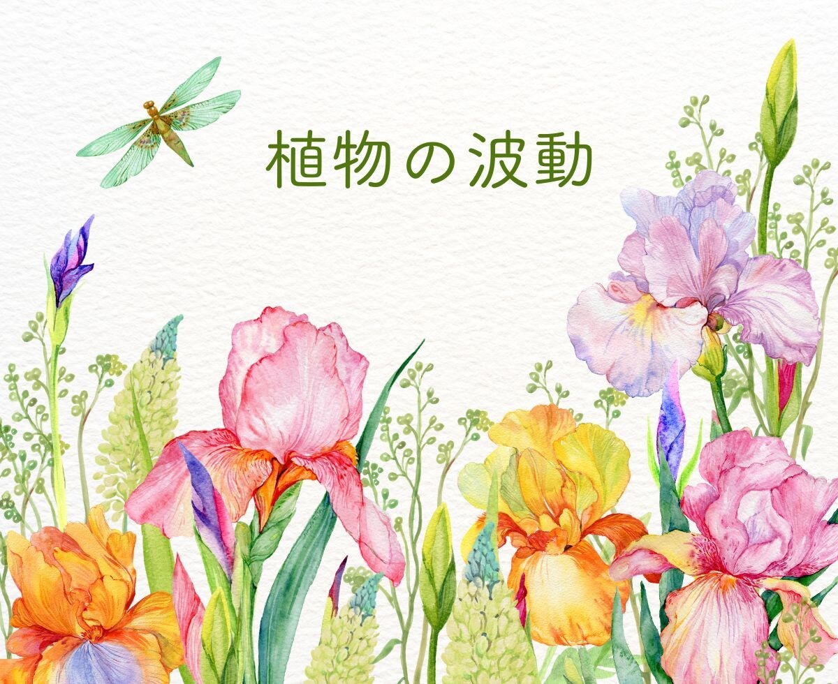 今にぴったりのバッチフラワーエッセンスお伝えします 元々の波動に戻していくお手伝い☘自分の内側に向き合う時間に イメージ9