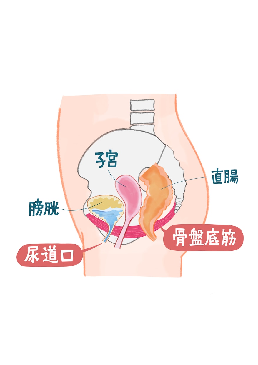 使いやすく分かりやすい！カラダのイラスト作成します 医療・健康系WEB・書籍に！わかりやすく説明をサポートします イメージ9