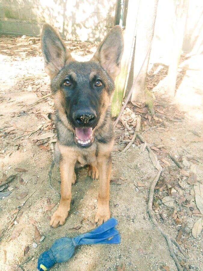 愛犬との関係で不安や疑問はありませんか？解決します 褒める訓練、警察犬の訓練など様々な経験があるため幅広く対応 イメージ1