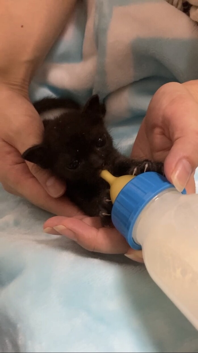 保護子猫の育て方（初心者歓迎）丁寧にサポートします 乳飲み子猫の命をつなぐ技術と知識、伝えます,ﾟ.:｡+ﾟ イメージ1