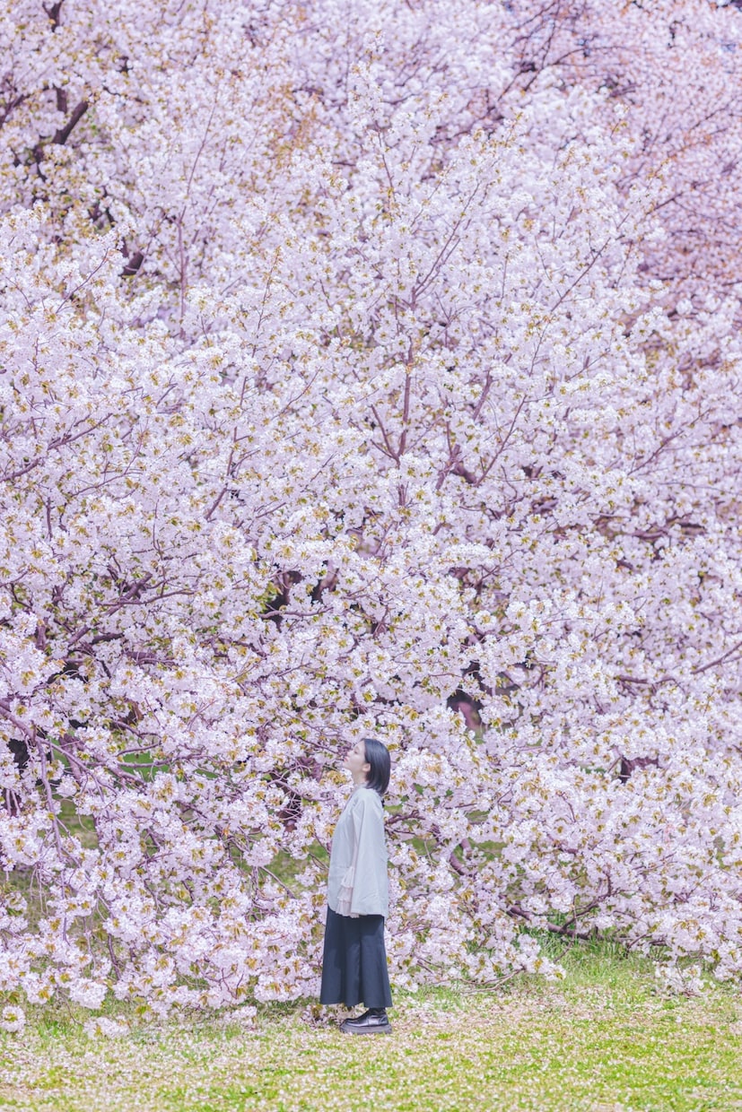 日時限定3月28、29日 桜ロケ撮影 撮ります 先着順・各時間1組限定｜東京春ロケ／家族・ポートレート対応 イメージ3