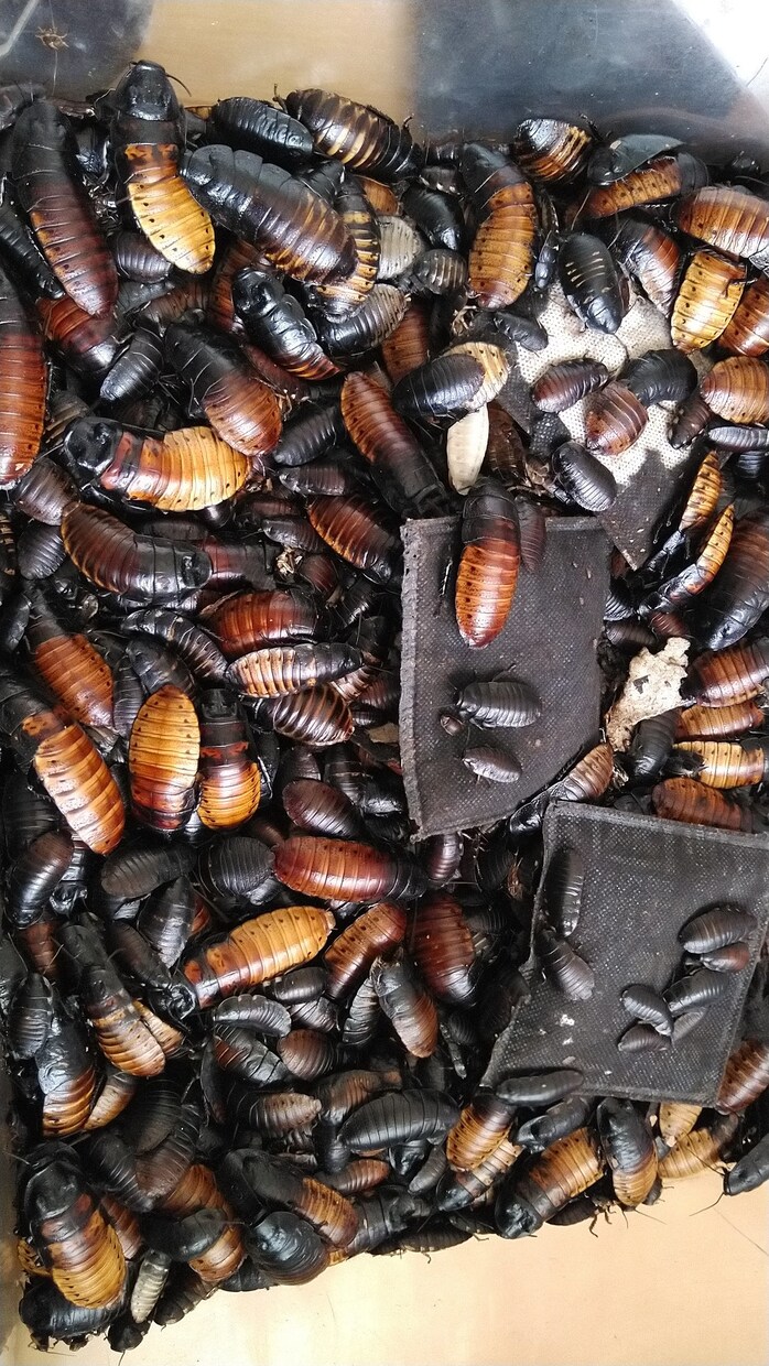 餌代を浮かそう！ 餌用ゴキブリの繁殖方法を教えます デュビア、レッドローチ、マダゴキの繁殖方法について。 イメージ3