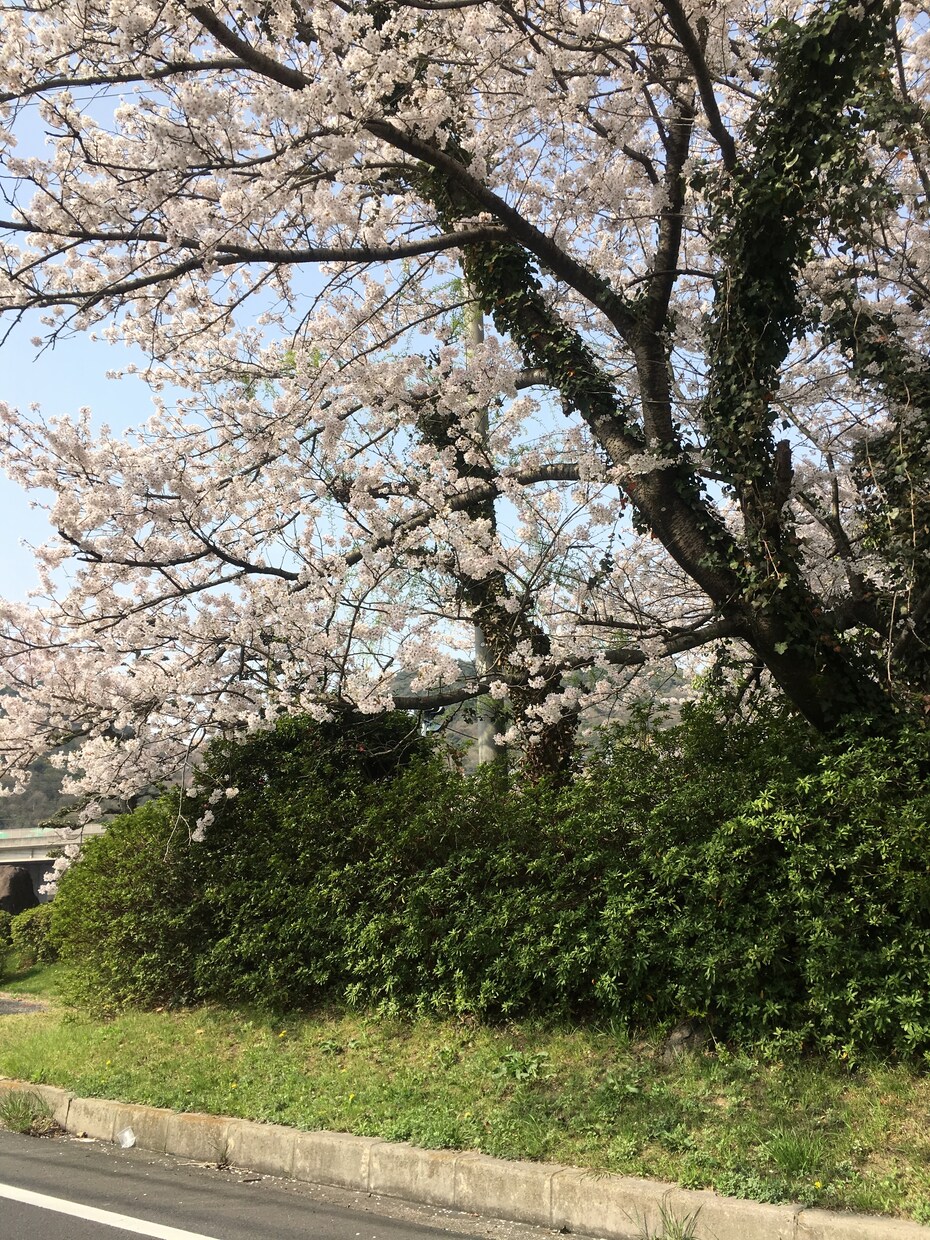 話相手になります 誰かに聞いて欲しい話や愚痴を聞きます イメージ1