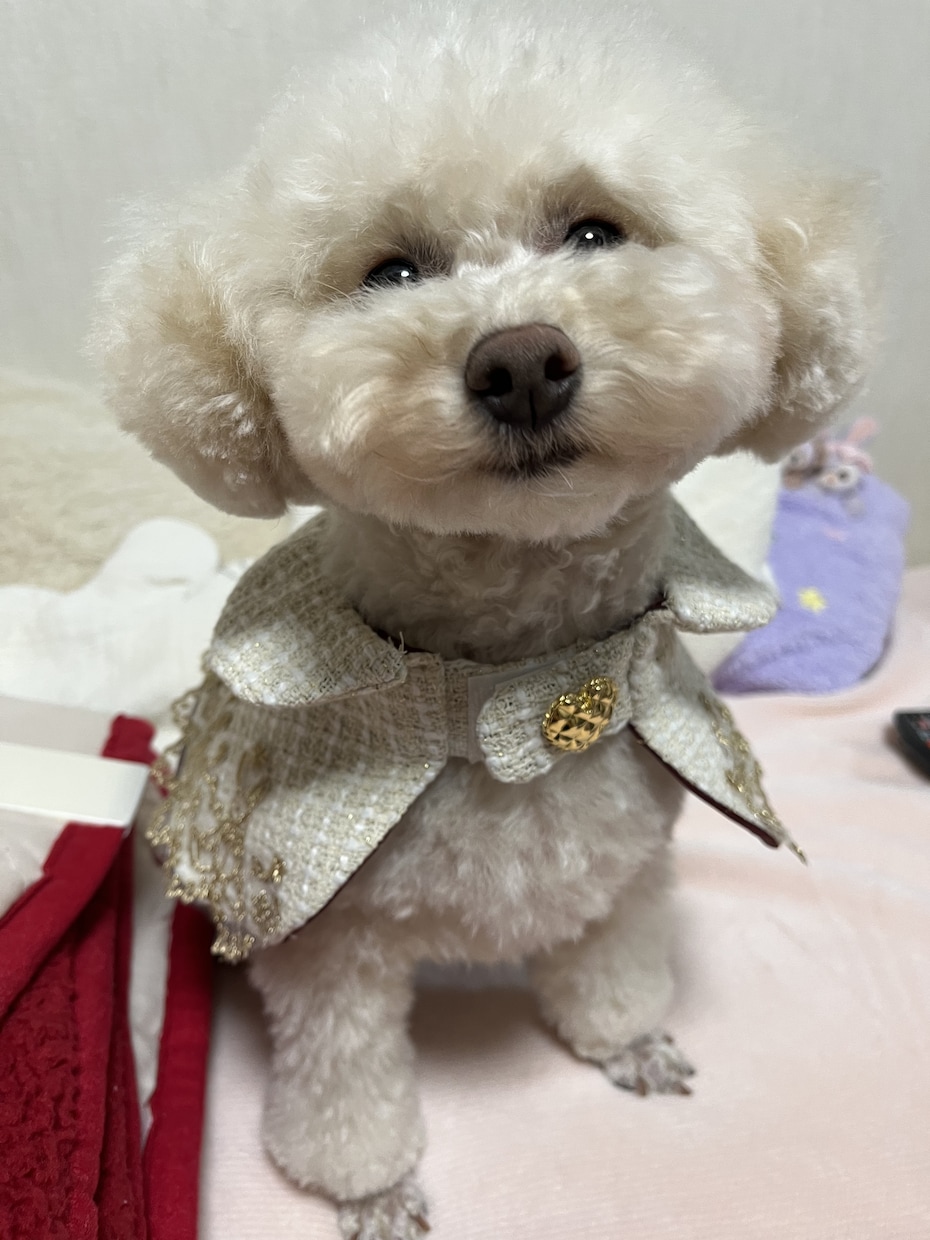ペットのお洋服お作りします 飼い主さんのお洋服からのリメイク／お持ちの布でも承ります イメージ3
