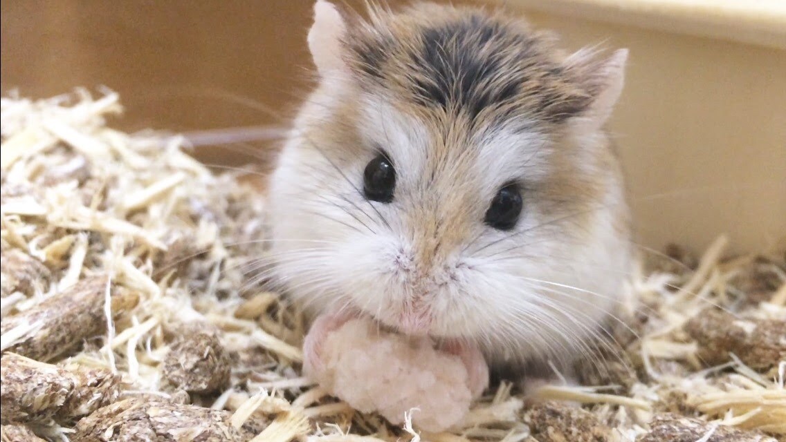 ハムスターの飼育方法のコツをお教えします ハムちゃんの選び方や飼い方、懐かせ方を知りたい方は必見です！ イメージ3