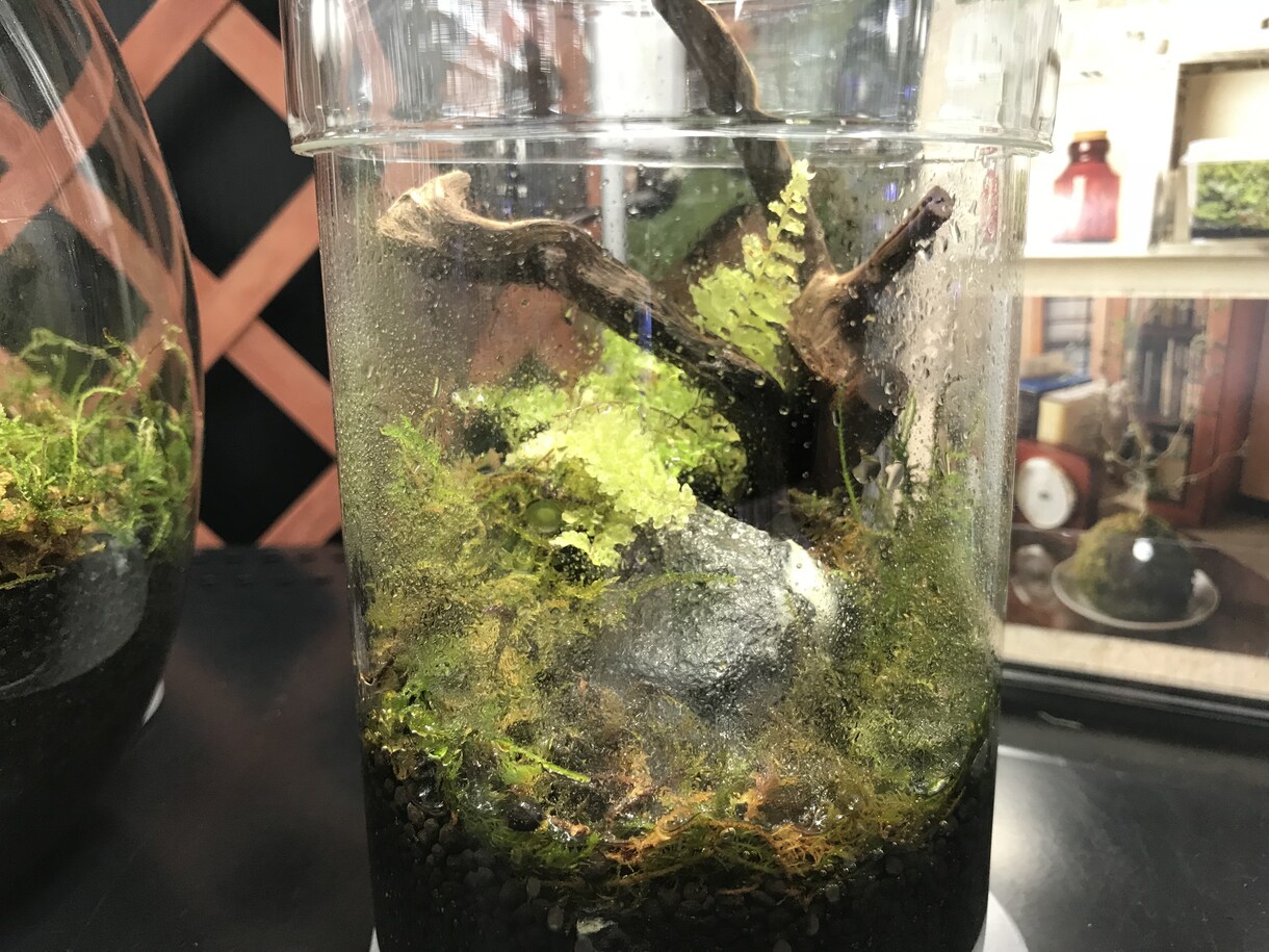 現役店員がアクアリウムの始め方をサポートします 緑と水に癒されたい方、魚を飼育してみたい方へ イメージ1