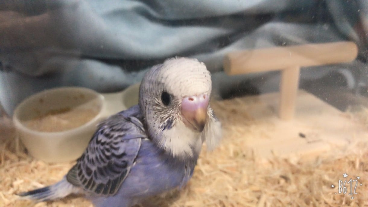 小動物の飼い方相談にのります 小動物を飼っている方、これから飼おうとしている方へ イメージ2
