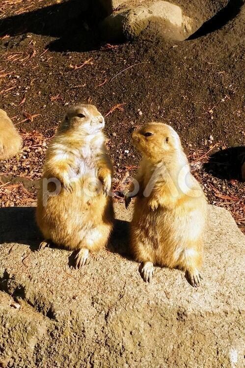 １時間トークルームで話します 柔らかくやり取りできますよー(｡･_･｡)ﾉ イメージ1