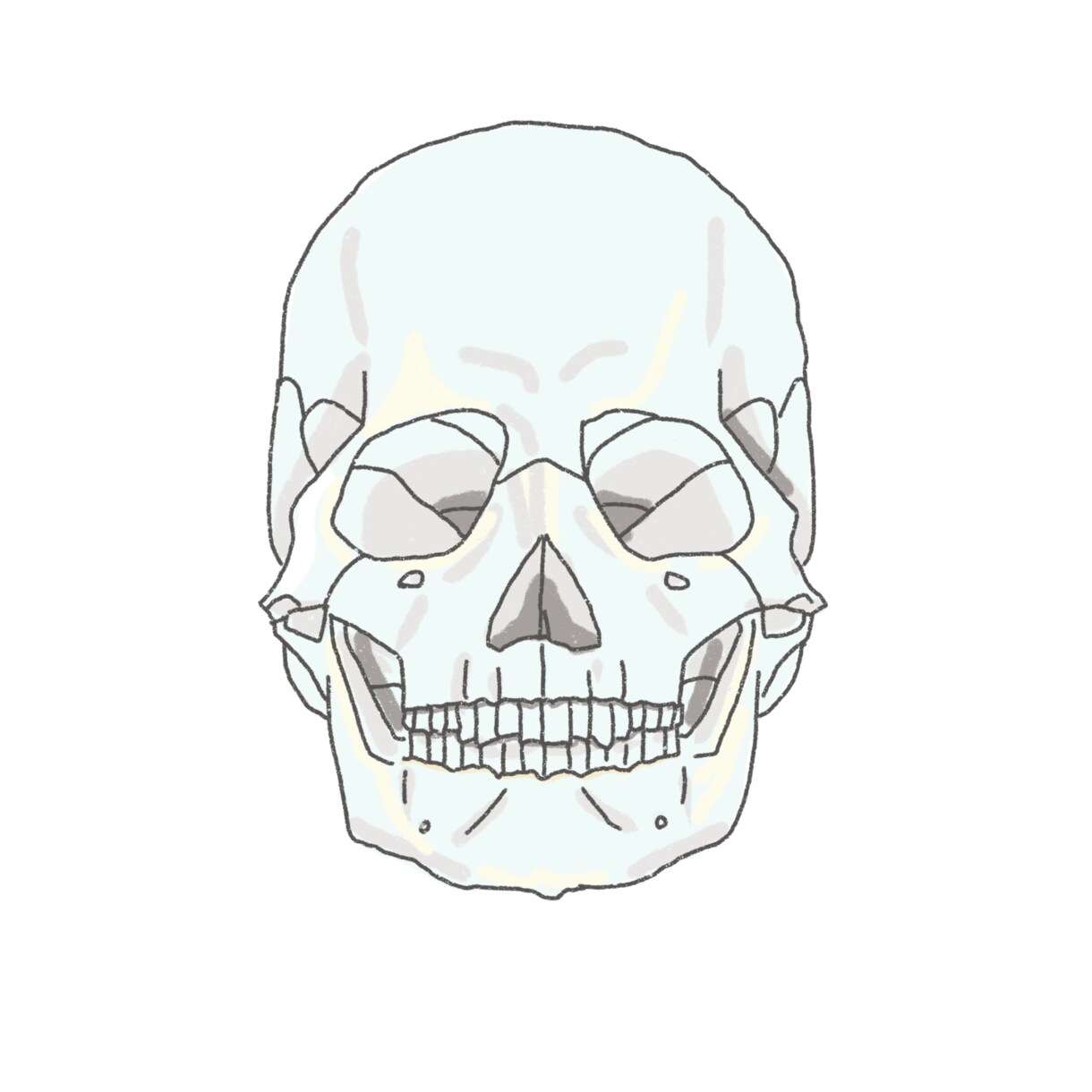 医学的知識に基づき様々な解剖学イラストを描きます テキスト・教本納品実績あり！商用OK！ イメージ8
