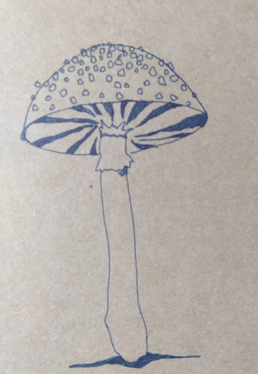 ボールペンで植物、海の生き物のイラスト描きます ワンポイントのイラスト描きます イメージ2